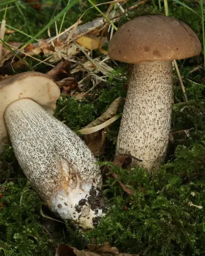 Birkenpilz (Leccinum scabrum) am Fundort