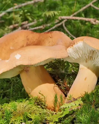 Brätling (Lactifluus volemus) am Fundort