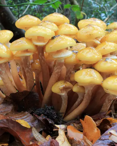 Hallimasch (Armillaria mellea agg.) am Fundort
