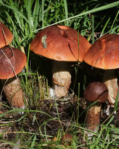 Rotkappe (Leccinum spp.) am Fundort